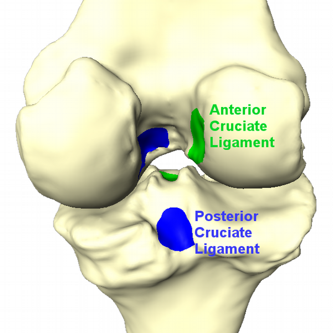 ACL_PCL_insertion_sites