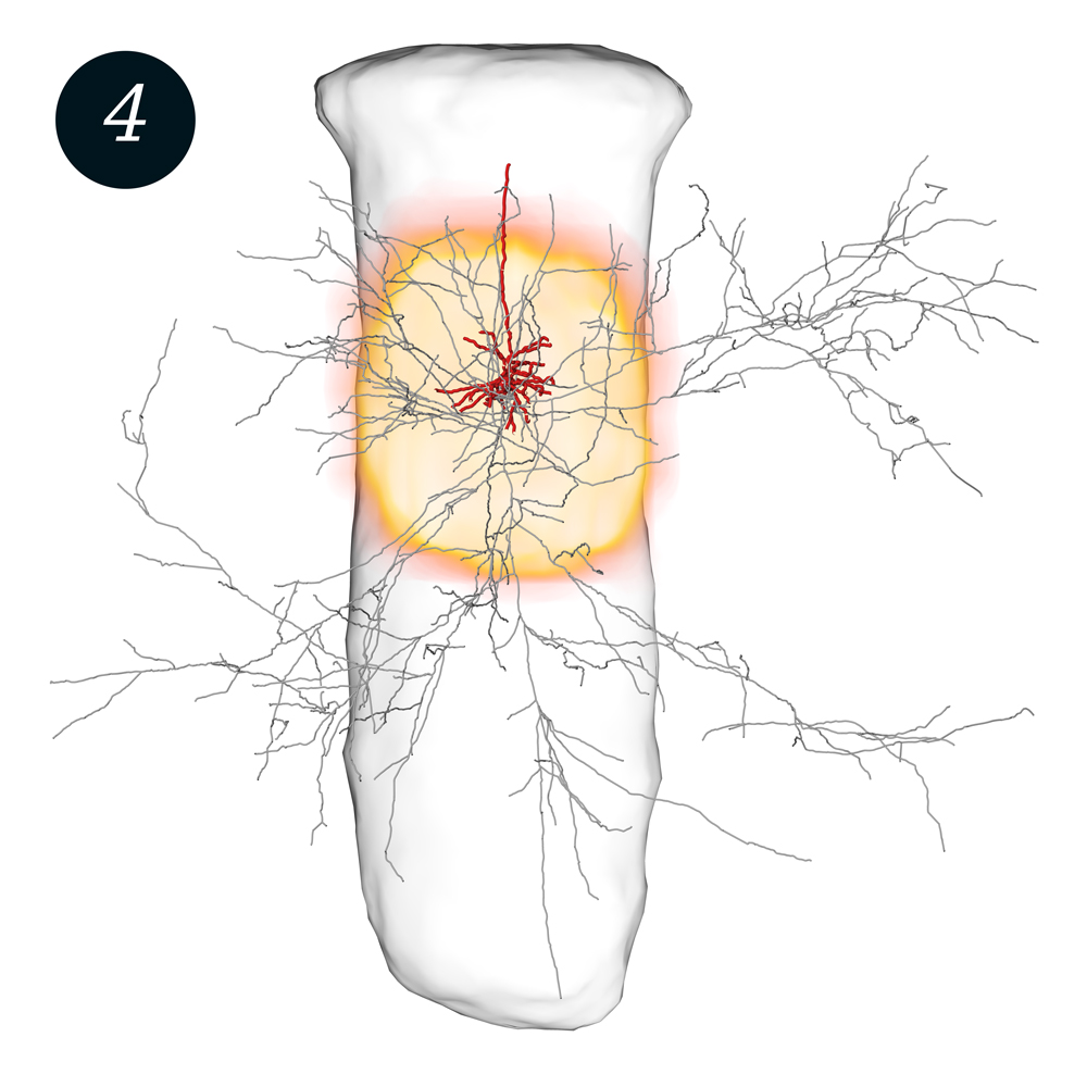 Single “spiny pyramid” neuron in a cortical column