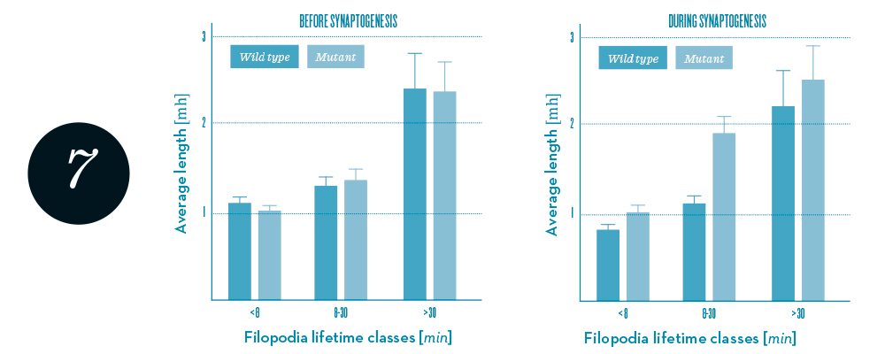 Statistics of filopodia dynamics extracted from 4-D microscopy data.