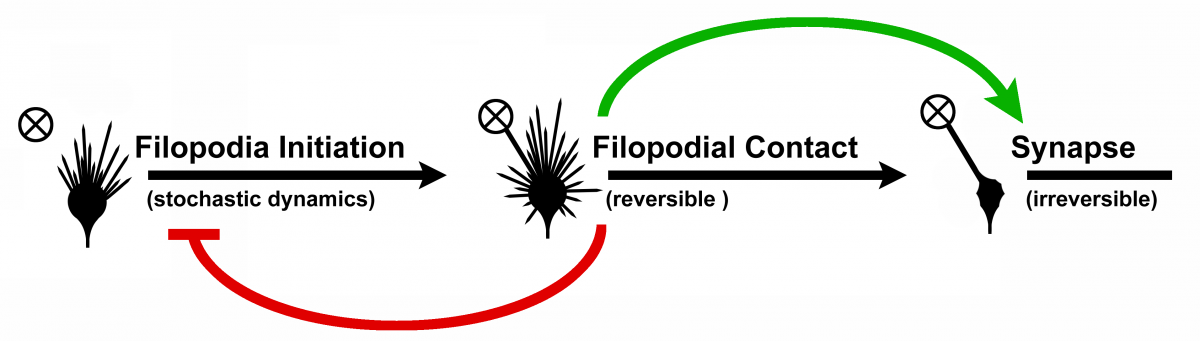 Transition model filopodium to synapse