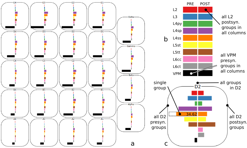 (2) The Cortical Column Connectivity Viewer (CCCV, a) is an interactive tool to explore synaptic connectivity within and between cortical columns. The layout of columns mimics the anatomical barrel field, providing spatial context. The colored bars show the number of synapses each selected presynaptic group (left side) shares with selected postsynaptic groups (right). Various selection options (b, c) allow efficient exploration.
