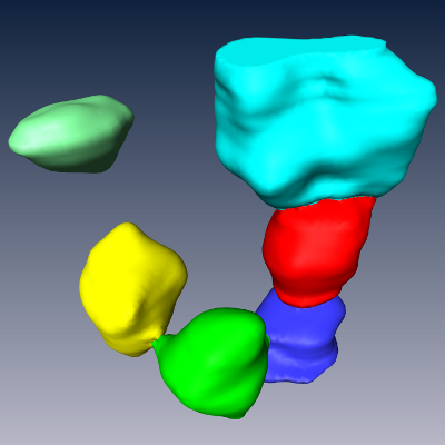 (c) The second step splits clusters of connected somata at their thin necks using marker-based watershed segmentation.