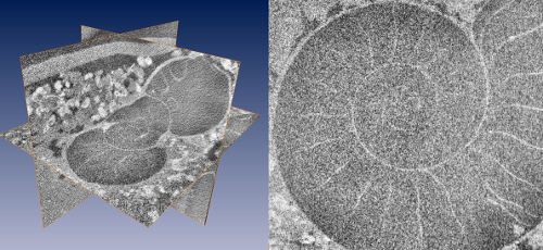 Fig. 2) Multiplanar reconstruction (MPR) of a tomographic dataset of 9 GB, acquired with a v|tome|x s (180kV tube current). MPR and visualisation with ZIBAmira on a Quad Core PC with 24 GB RAM, running Windows 7 Ultimate. Left) Complete data set loaded into memory. Right) detail that clearly depicts image noise due to bad signal to noise ratio.