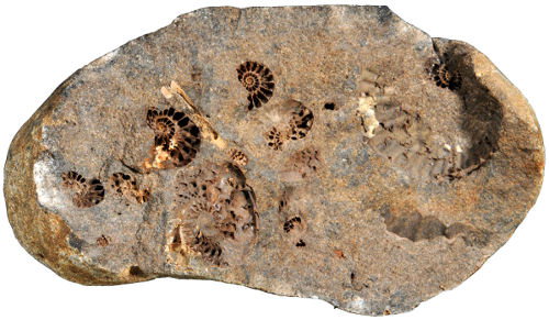 Fig. 1) Hollow ammonites Leymeriella in a Gault concretion from north-eastern Germany (coll. J. Kalbe).