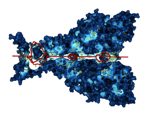 Potential paths of sodium ions in transport protein 3HGC