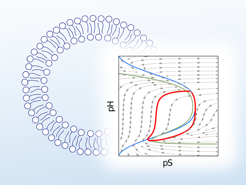 Synchronization and Geometric Structures of Stochastic Biochemical Oscillators