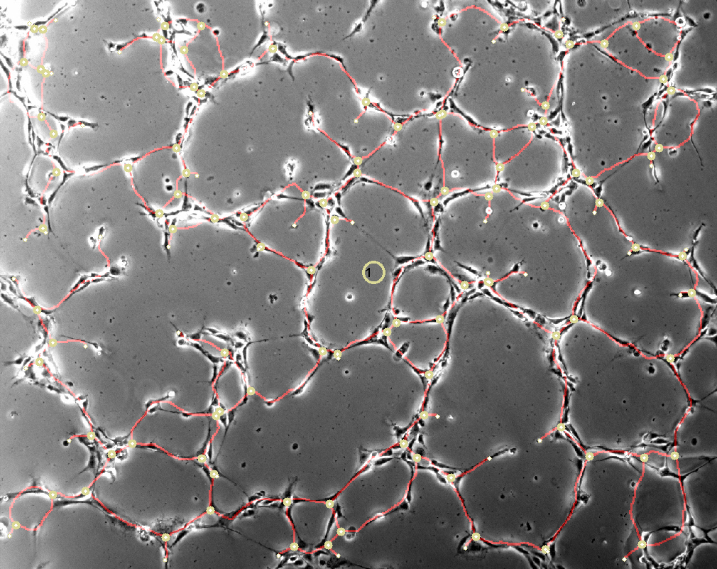 Classified Tubule Assay