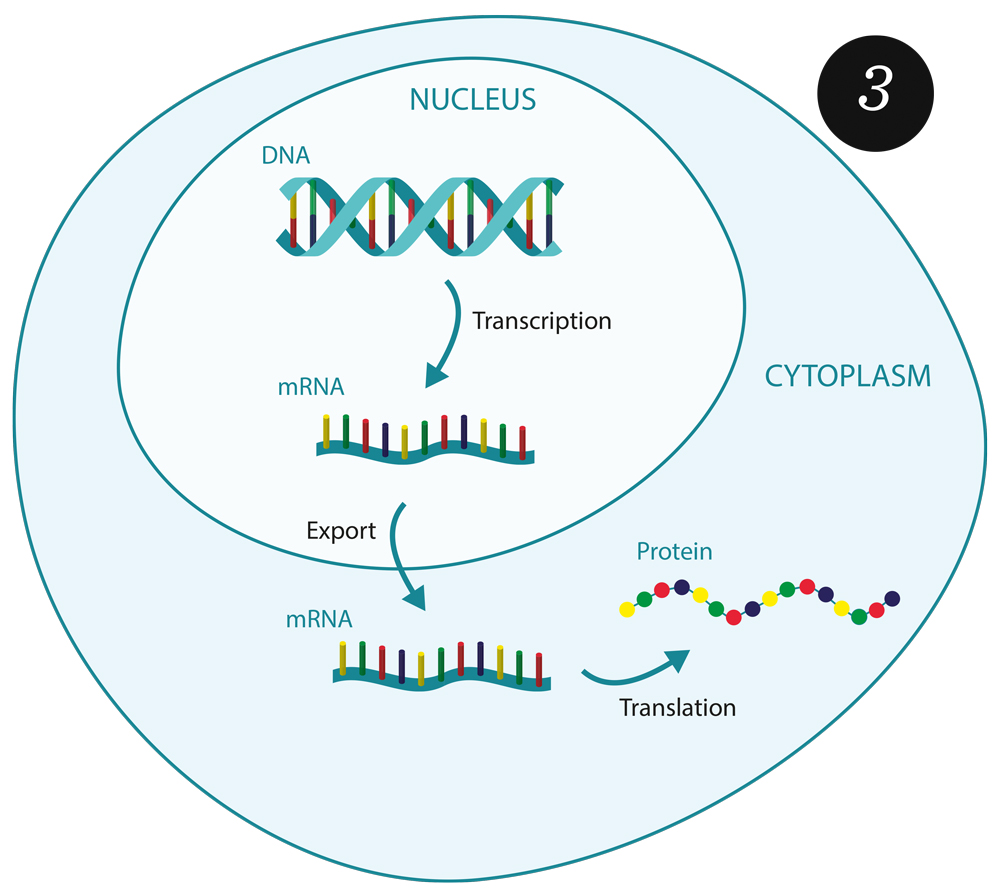 Gene expression in a eukaryotic cell.