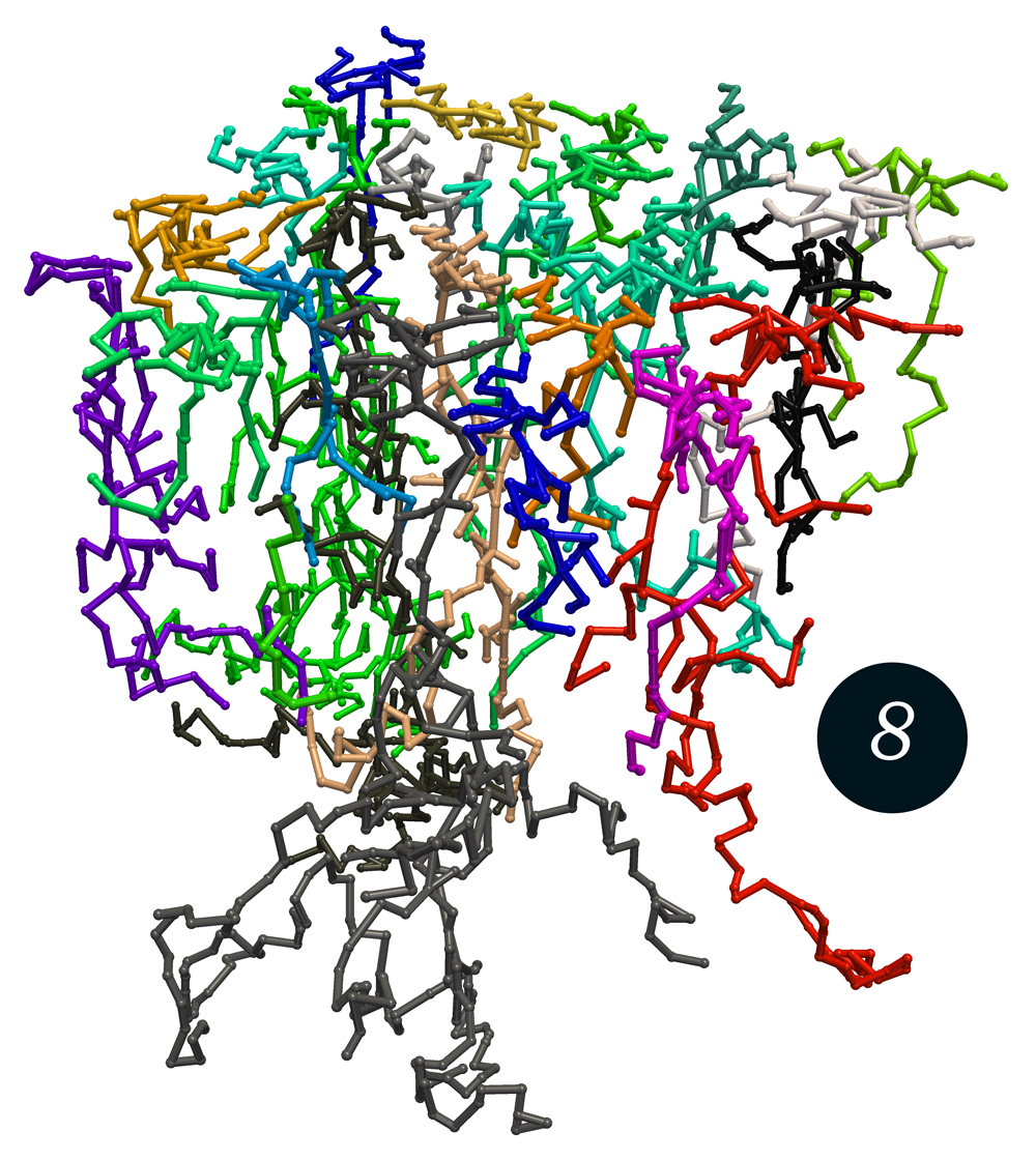 25 axons in a spatially periodic setting growing to a robust and quasi-regular space-filling but contact-avoiding pattern.