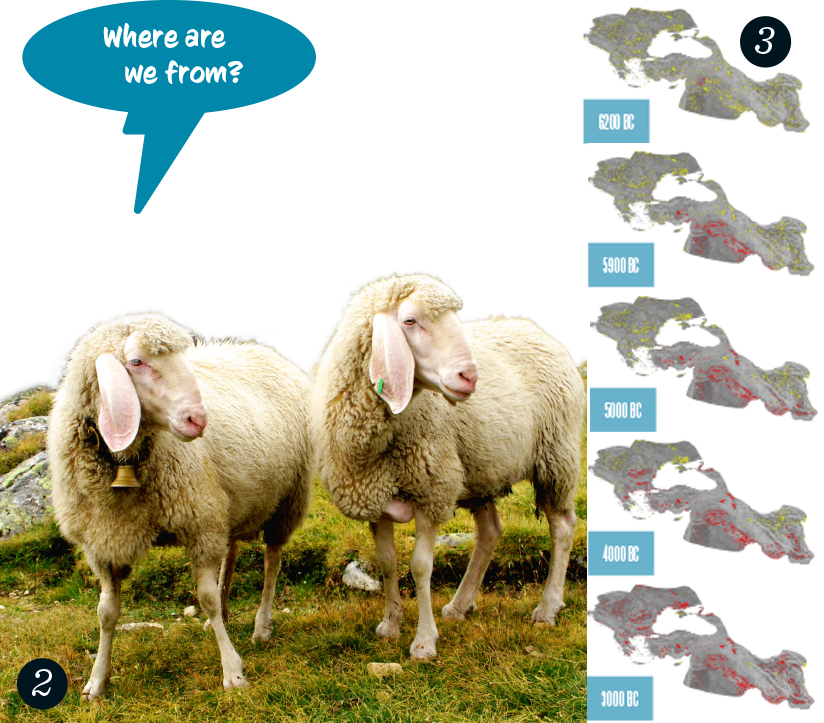 wool sheep spreading