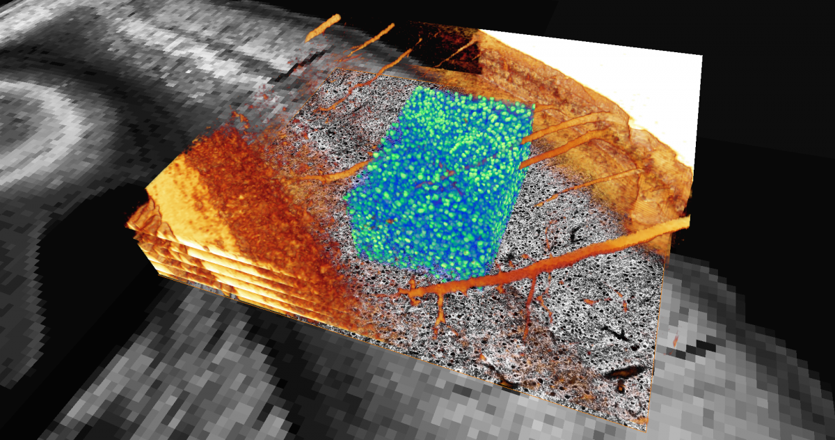 Section through the cortex of a mouse brain