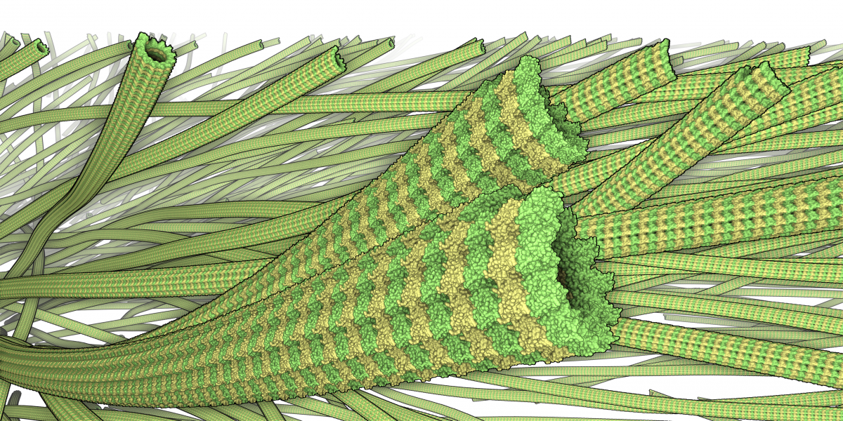 Microtubule traced from electron tomograms. The fictive atomic structure has been added for illustration.