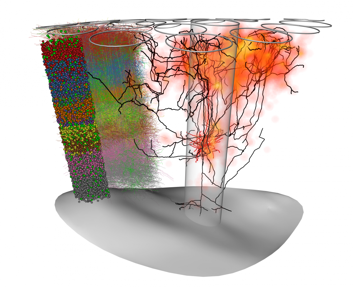 Cell type-specific synaptic connectivity in the rat barrel cortex