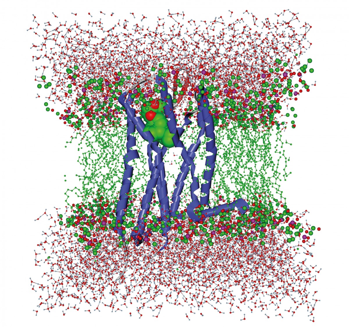 Opioid and -opioid-receptor within its aqueous-membrane surroundings