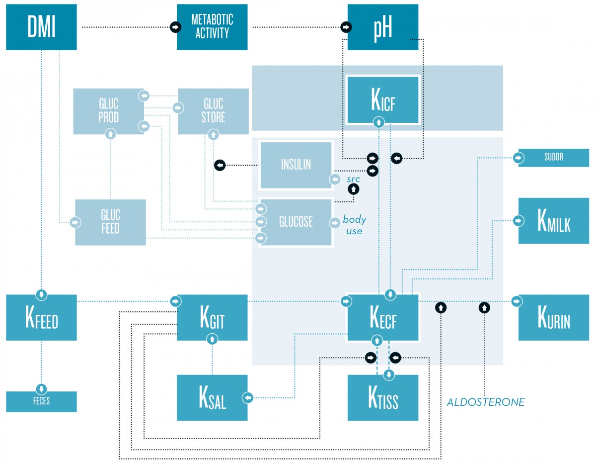 Potassium balance in dairy cows is the result of dry matter intake (DMI), distribution inside the organism, and excretion, mainly via urine, milk, feces, and sudor. Distribution between the extracellular fluid (ECF) and intracellular fluid (ICF) is influenced by the glucose-insulin metabolism and pH.