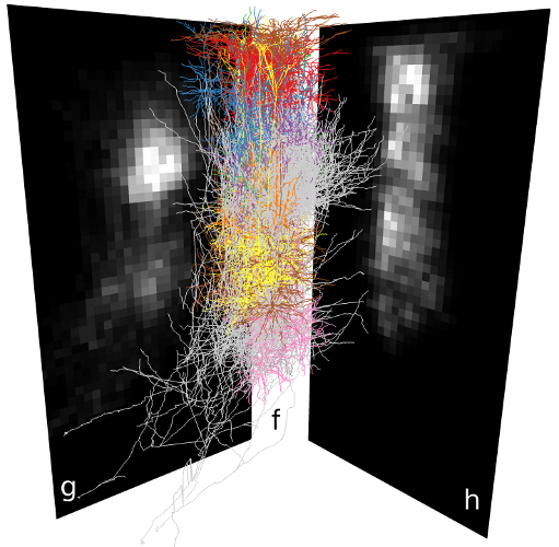 Synaptic connectivity in a neuron population (f) is estimated by dividing the local number of boutons (g) among local spines (h). Synapse density on the dendrites of a single neuron (i).