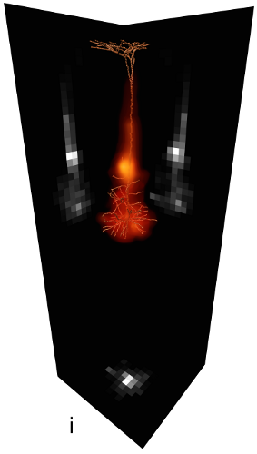 Synaptic connectivity in a neuron population (f) is estimated by dividing the local number of boutons (g) among local spines (h). Synapse density on the dendrites of a single neuron (i).