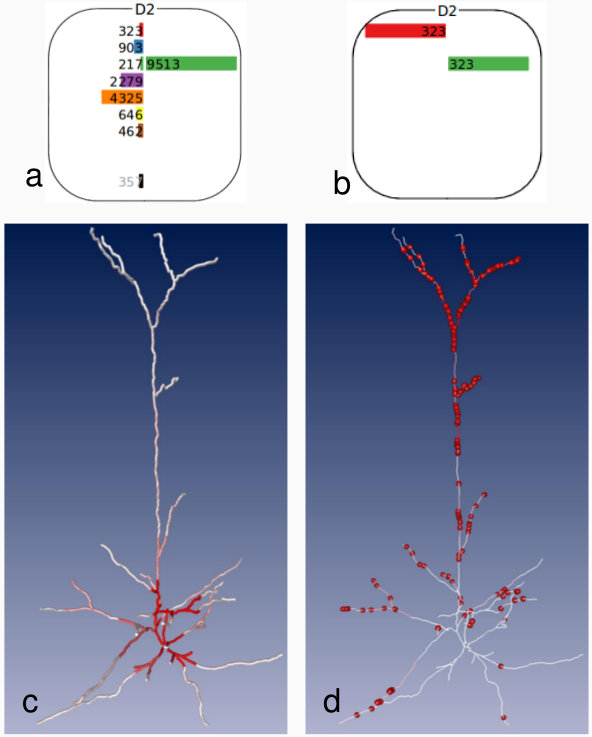 (3) 3D viewer showing synapse density (c) and positions (d) on dendrites of a selected L4 pyramidal neuron. The coupling with the CCCV allows for specific queries, e.g. synapses between all D2 cell types and L4py (a) or between L2 and L4py (b).