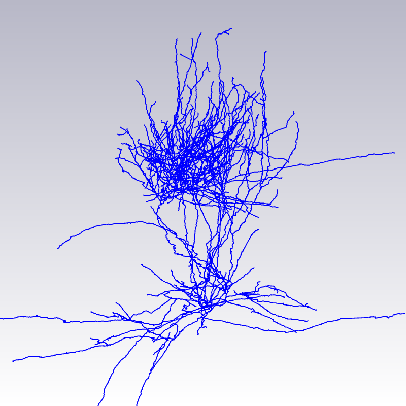 (e) Completely reconstructed axon.
