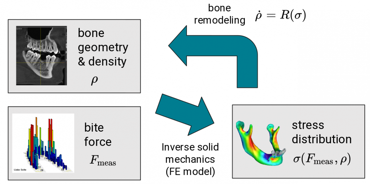 Assuming stationary remodeling allows to close the inversion loop.
