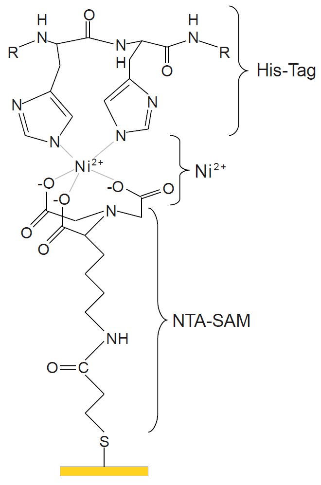 binding to goldfilm