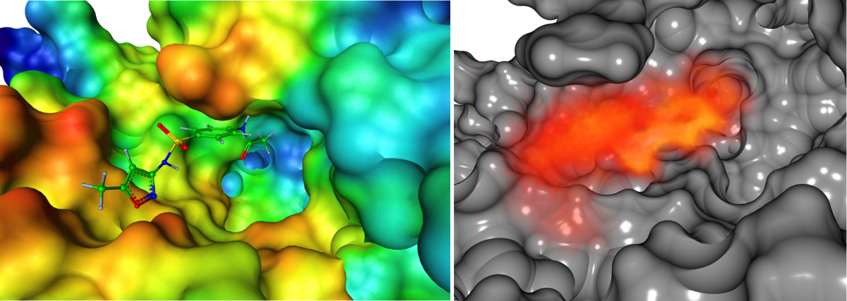 Surface with electrostatic information of a protein in complex with a transformation product of the antibiotic sulfamethoxazole.  