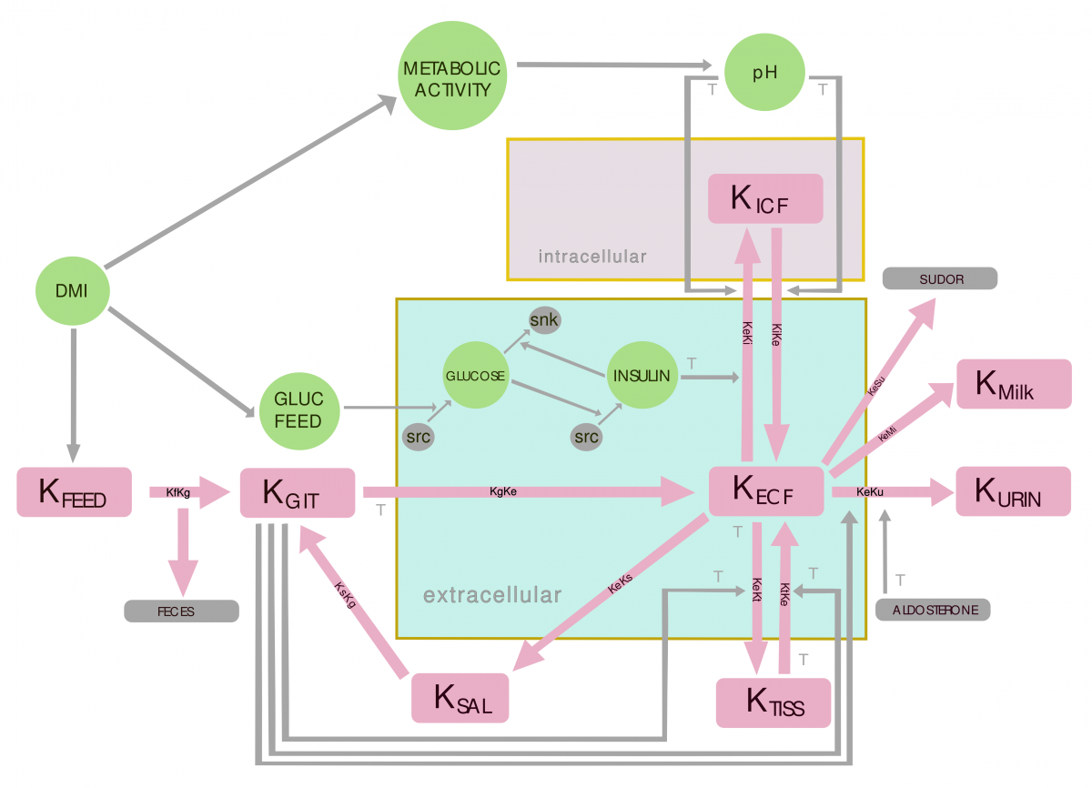 Flowchart for the Potassium Balance Model in the bovine