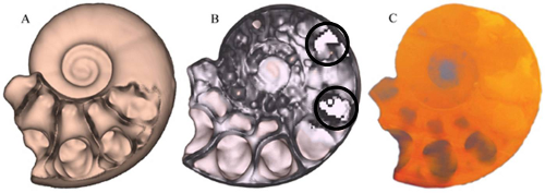 Fig. 3) CT-scan of <i>Argonauticeras besairei</i>. A) first chambers filled with spherulitic calcite covering the walls which caused a distinct kind of smoothening-effect, B) the earlier chambers showing pyrite which absorbs most of the x-rays and inhibits the visualisation process (white pixelated areas), C) in the volume rendering scalar values of the 3D image are integrated in the direction of the projection producing a transparent image, that shows the sedimentary infill of nearly all of the earlier chambers. Due to similar density the sediment has a similar colour code compared to the aragonitic shell, that makes both undistinguishable for reconstruction (coll. H. Keupp).