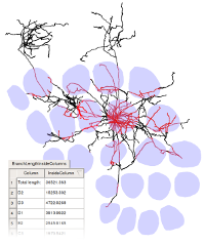 Neuron Reconstruction and Analysis Teaser