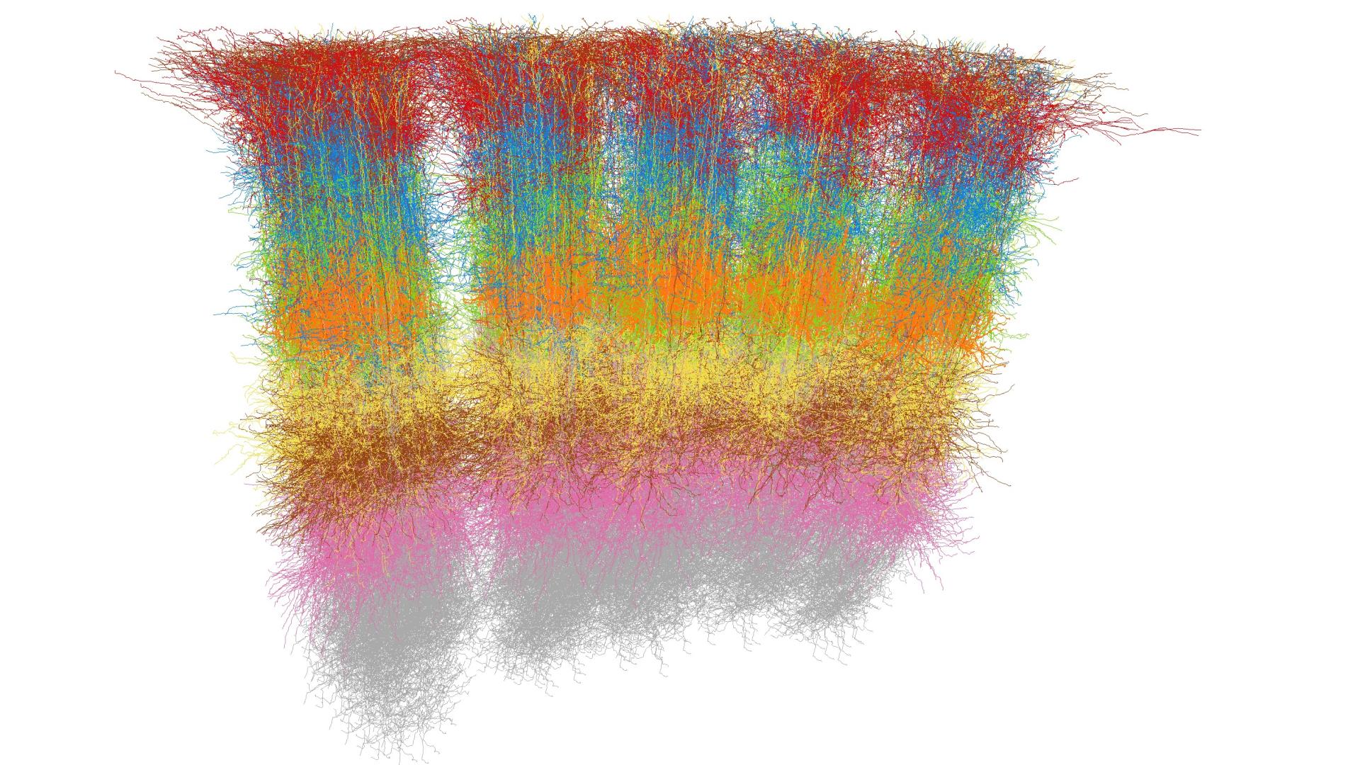 Neuro-Conectomics