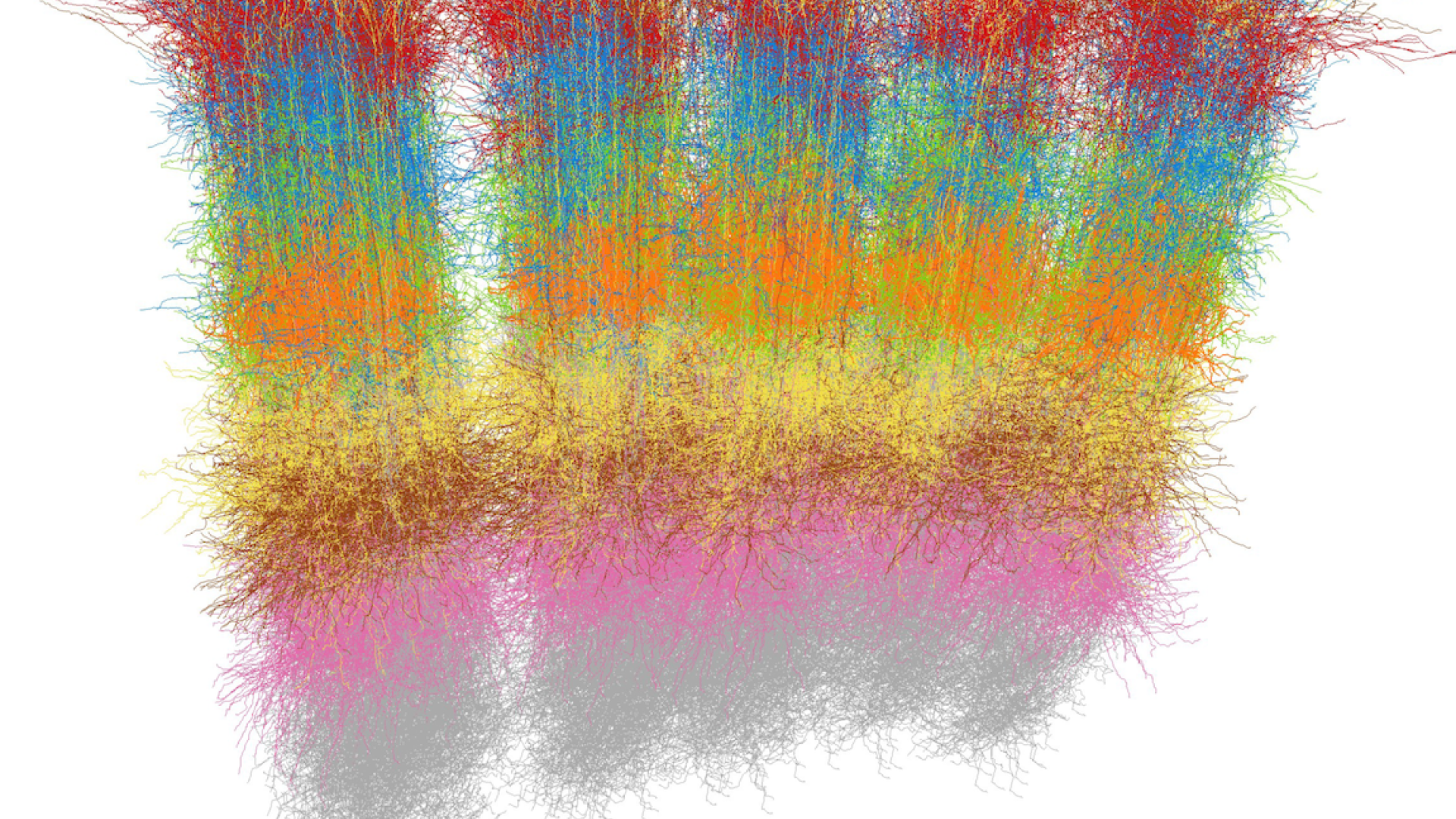 Neuro-Conectomics