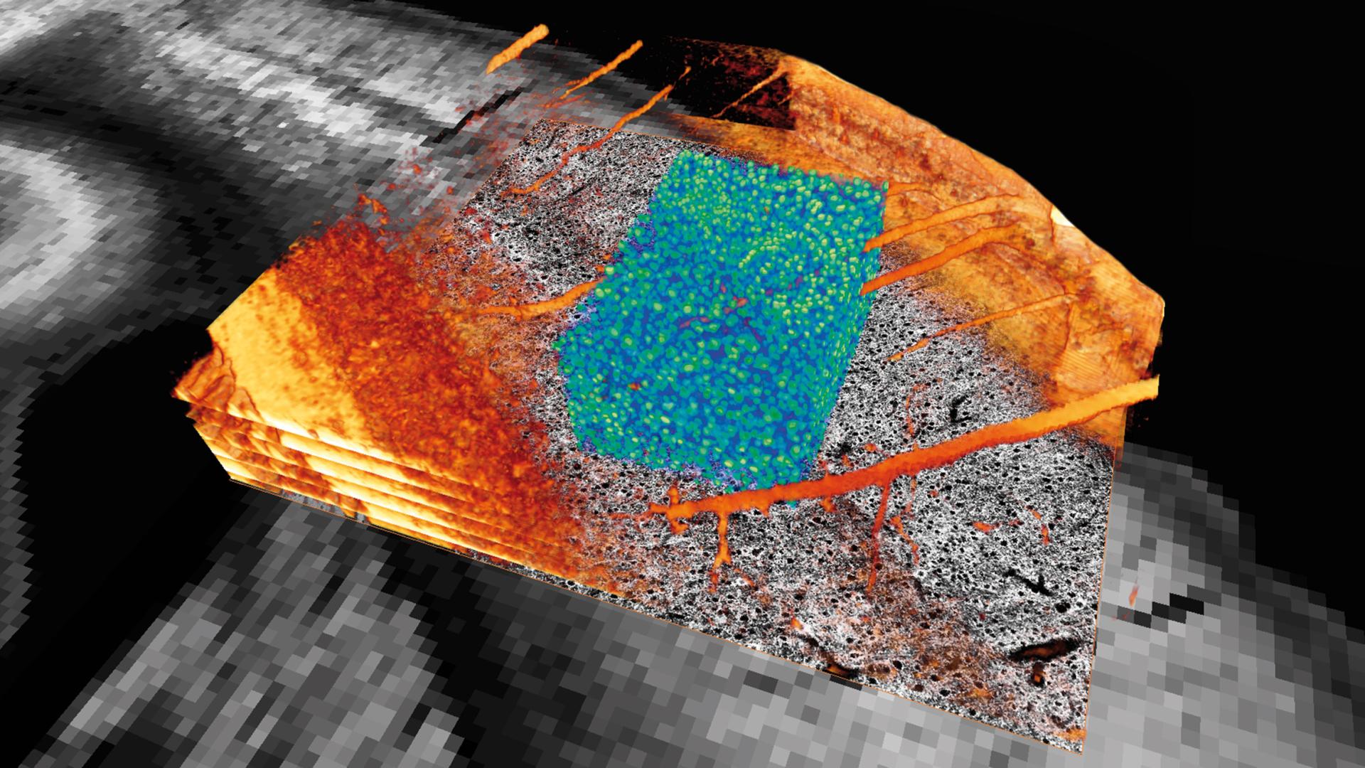 Image Analysis for Biology