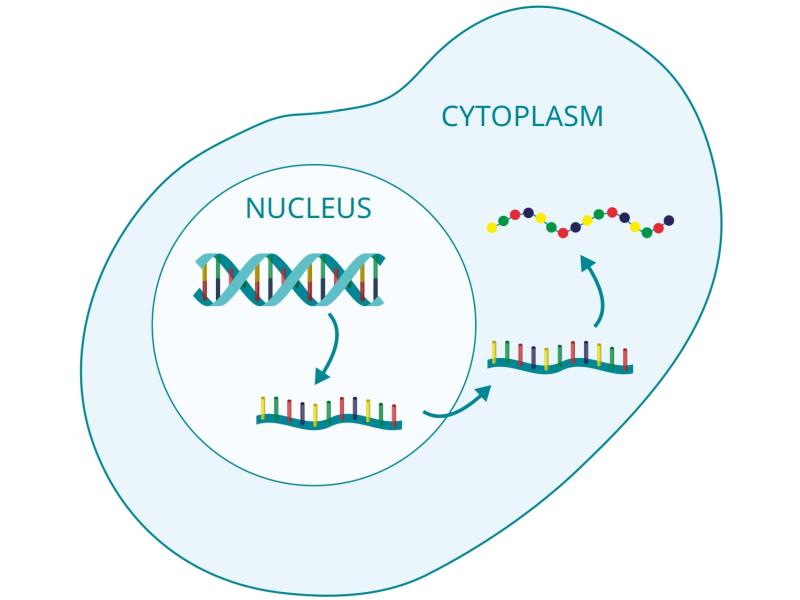 GeneExpression