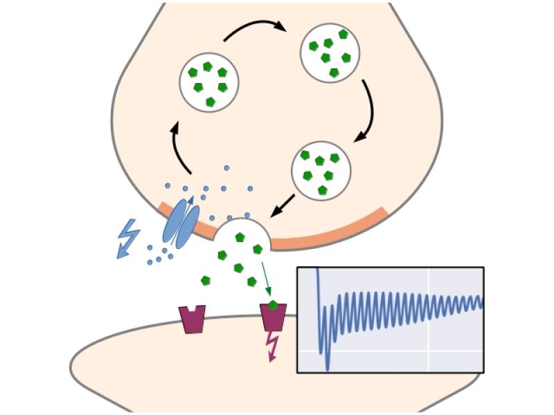 Space-time stochastic models for neurotransmission processes