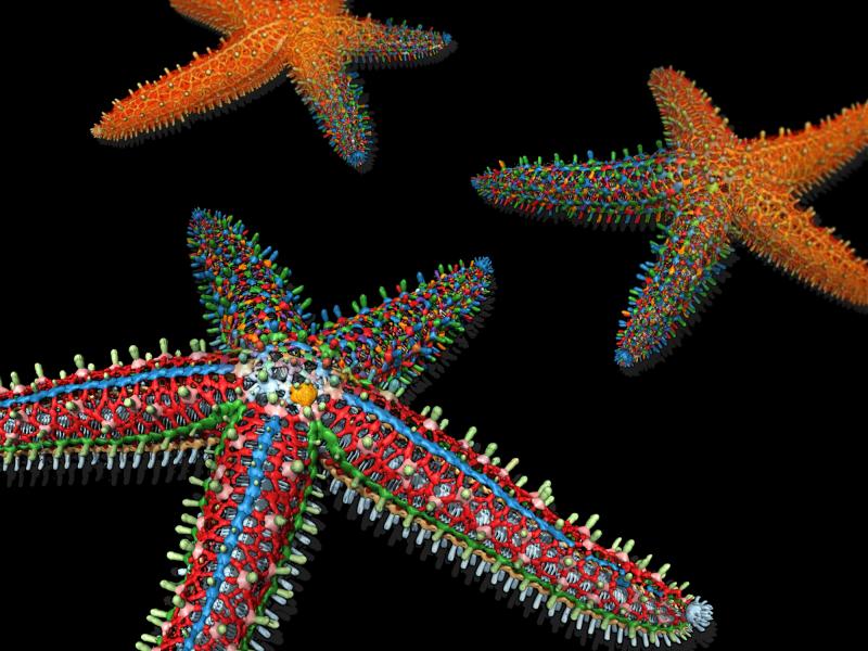 Media Name: Baum_Daniel_Dissecting-a-digital-starfish-1.jpg