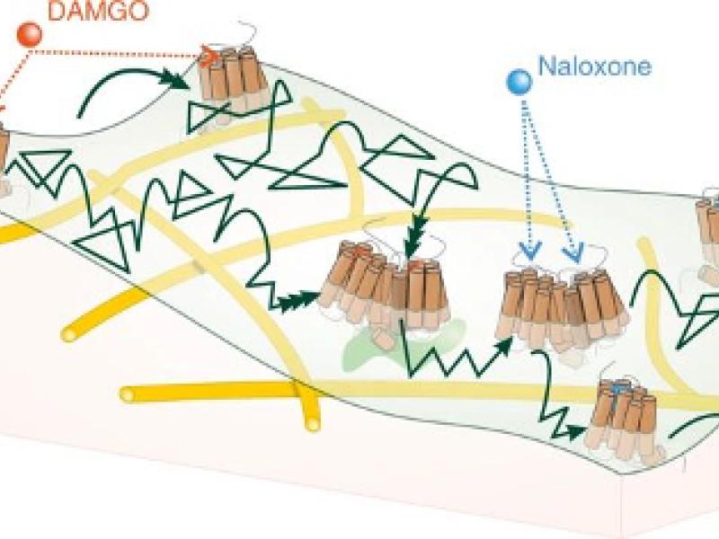 ZIB researchers help to understand cellular processes related to pain relief drugs. Results published in Nature.