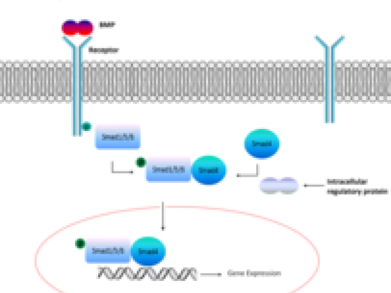 Mathematical Modeling of BMP Mediated Cellular Signaling Pathways