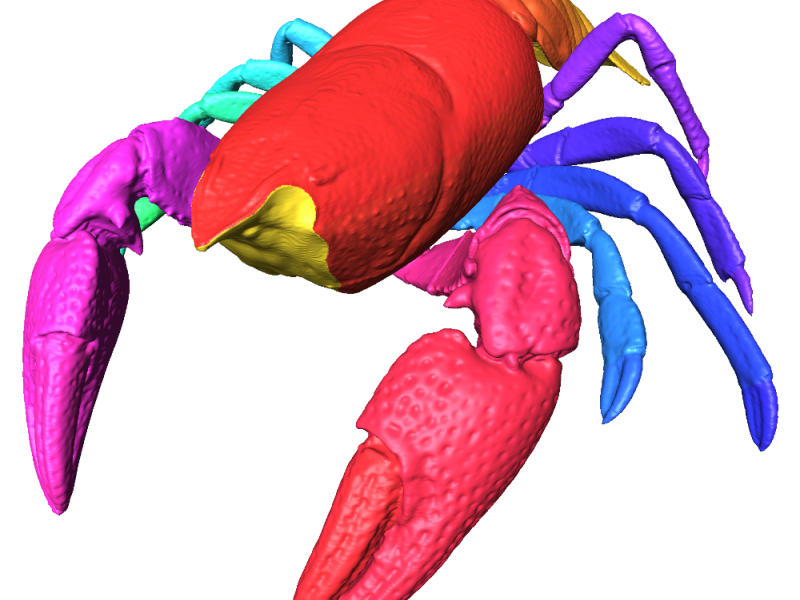 Comparative Zoology - Evolutionary Changes in Shape and Stratification of Crabs