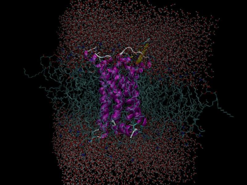 Molecular Simulation of Drug-Receptor-Interactions