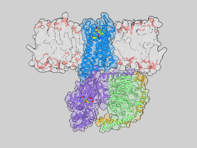 The spatio-temporal modelling of mechanisms underlying pain relief via the µ-opioid receptor