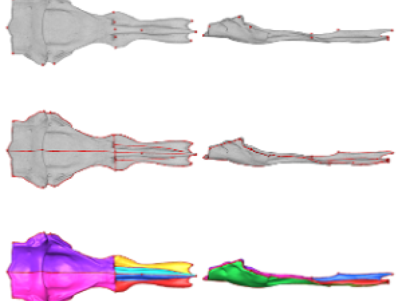 Morphometric Analysis of the Para-Basisphenoid Complex of the Snake Genus Eirenis