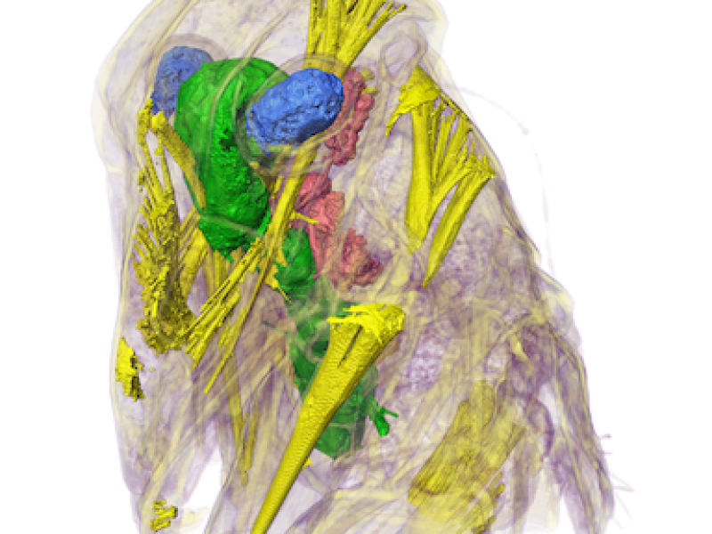 Reconstruction and Visualization of Anatomical Structures in Insects