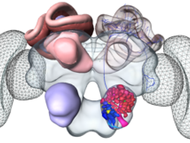 Digital Neuroanatomy, Data Visualization, and Modelling