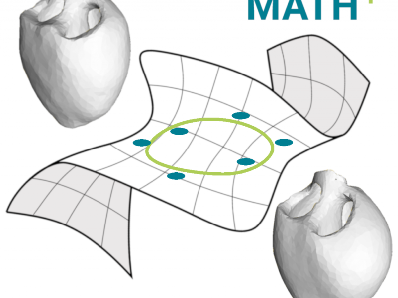 Spline Models for Shape Trajectory Analysis