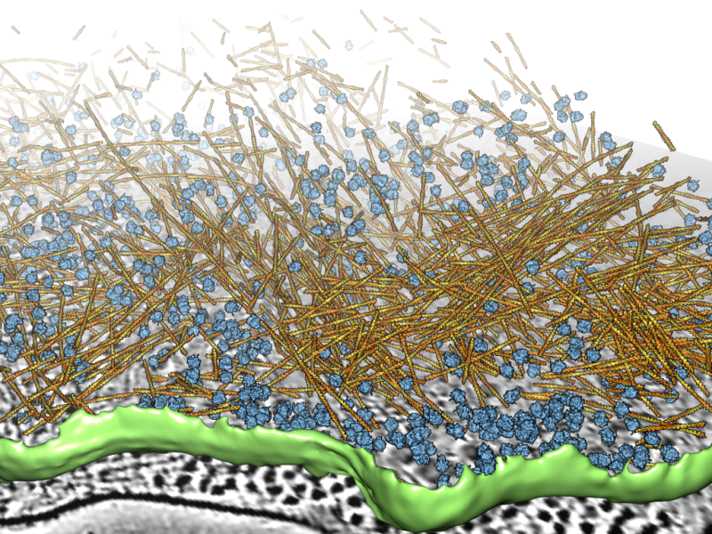 Analysis of Sub-Cellular Structures in Cryo-Electron Tomograms