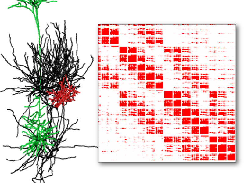 Modeling Synaptic Connectivity in Anatomically Realistic Neural Networks