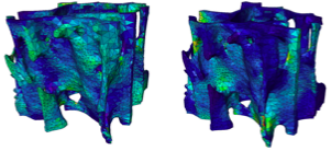 Result of mechanical elasticity simulation